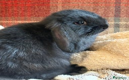 Mini Lop rabbits for sale: Indoor raised Mini Lops in Abergavenny - Image 2