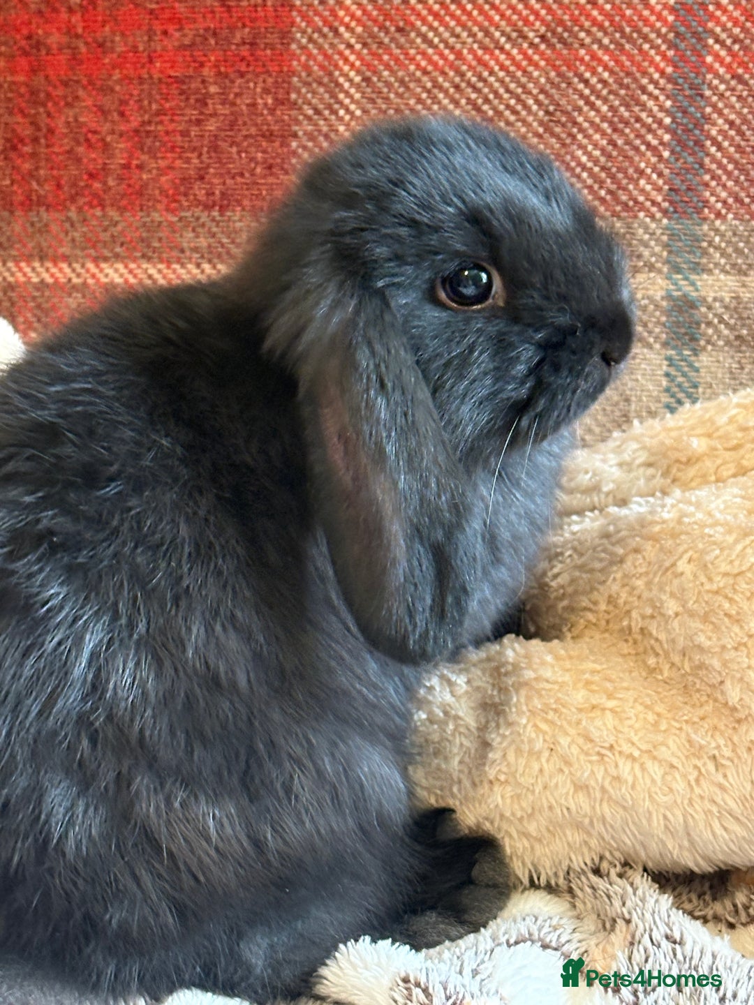 Mini Lop rabbits for sale: Indoor raised Mini Lops in Abergavenny - Image 2