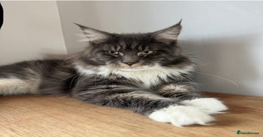 Mixed Breed cats Maine coon cross ragdoll kittens stunning blues - Advert 16