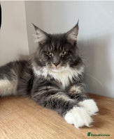 Mixed Breed cats Maine coon cross ragdoll kittens stunning blues - Advert 16