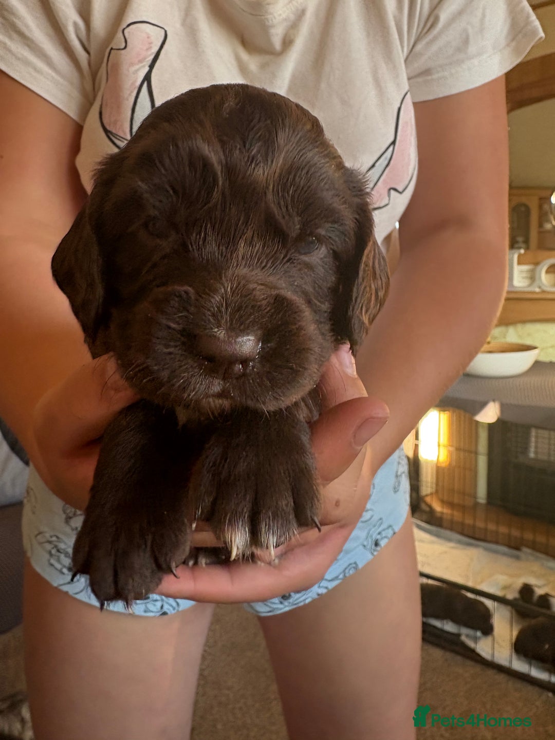 Sprocker dogs for sale: Sprocker puppies - Image 6