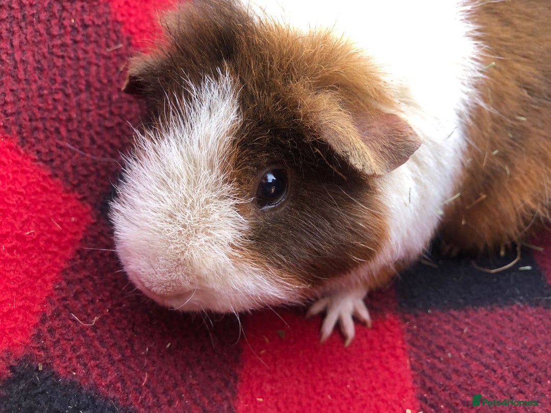Guinea Pig rodents for sale: Female guinea pig for adoption - Image 2