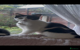 British Shorthair cats for sale: 2 Male kittens available  - Image 2