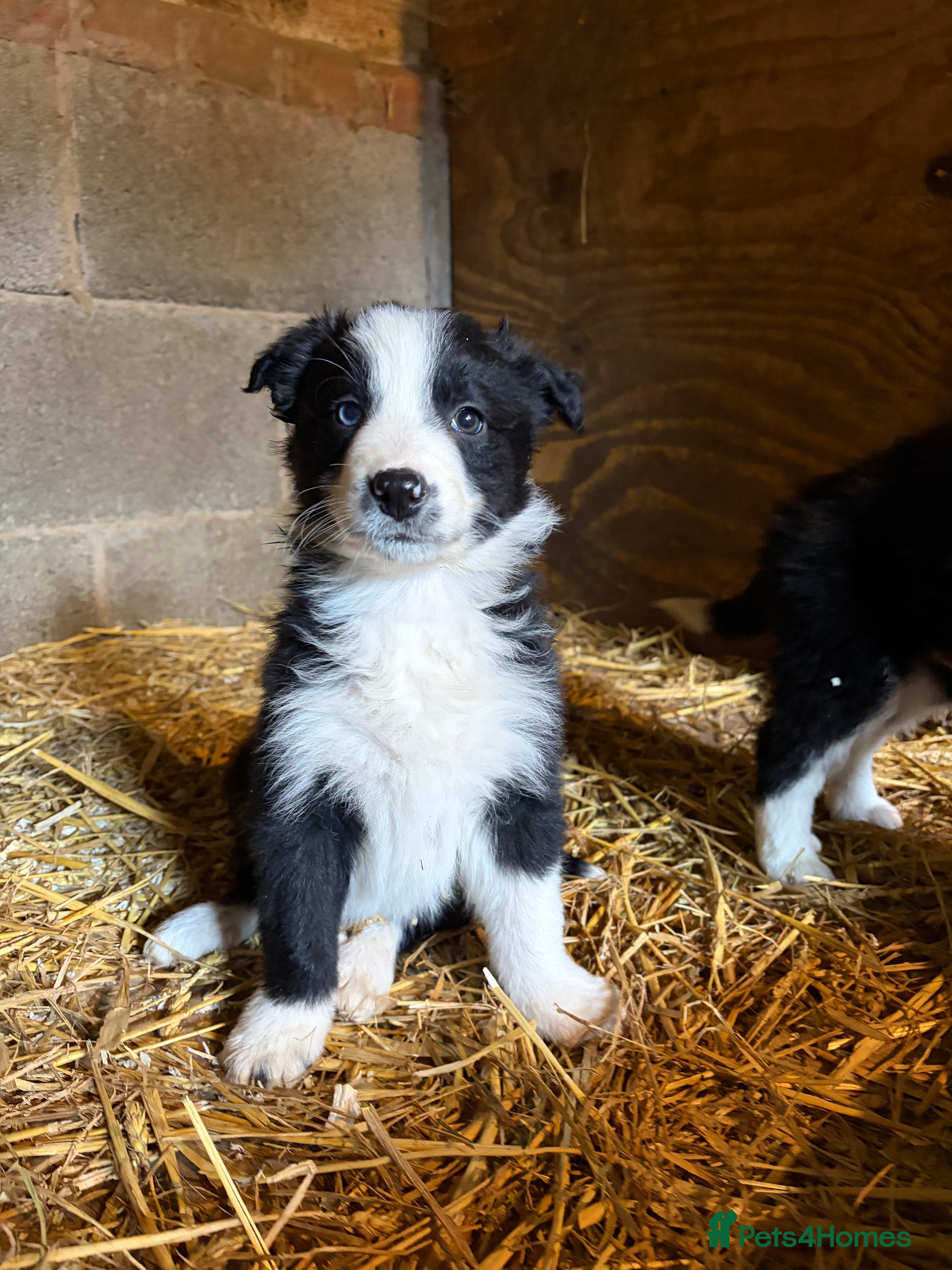 Border Collie dogs Border Collie Puppies for sale  - Advert 2