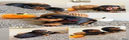 Rottweiler dogs for sale: WORLD CHAMPION CHUNKY ROTTWEILERS  - Advert 35