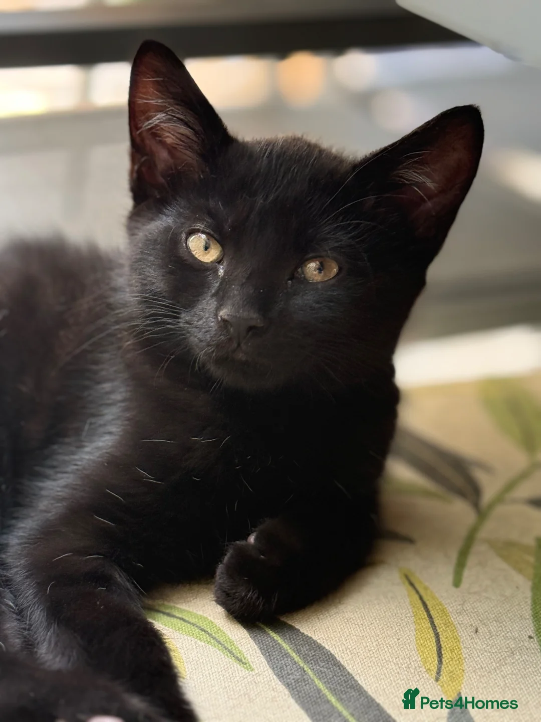 Mixed Breed cats for sale: Half Russian Blue kittens - Advert 17