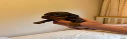 Miniature Dachshund dogs for sale: BEAUTIFUL MINI DACHSHUNDS  in Melrose - Advert 12