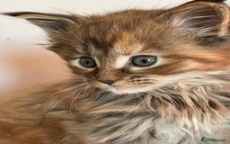 Maine Coon cats for sale: GCCF Registered female Maine Coon kitten - Image 2