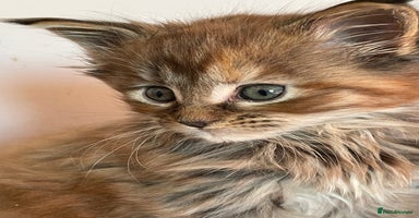 Maine Coon cats - Advert 15