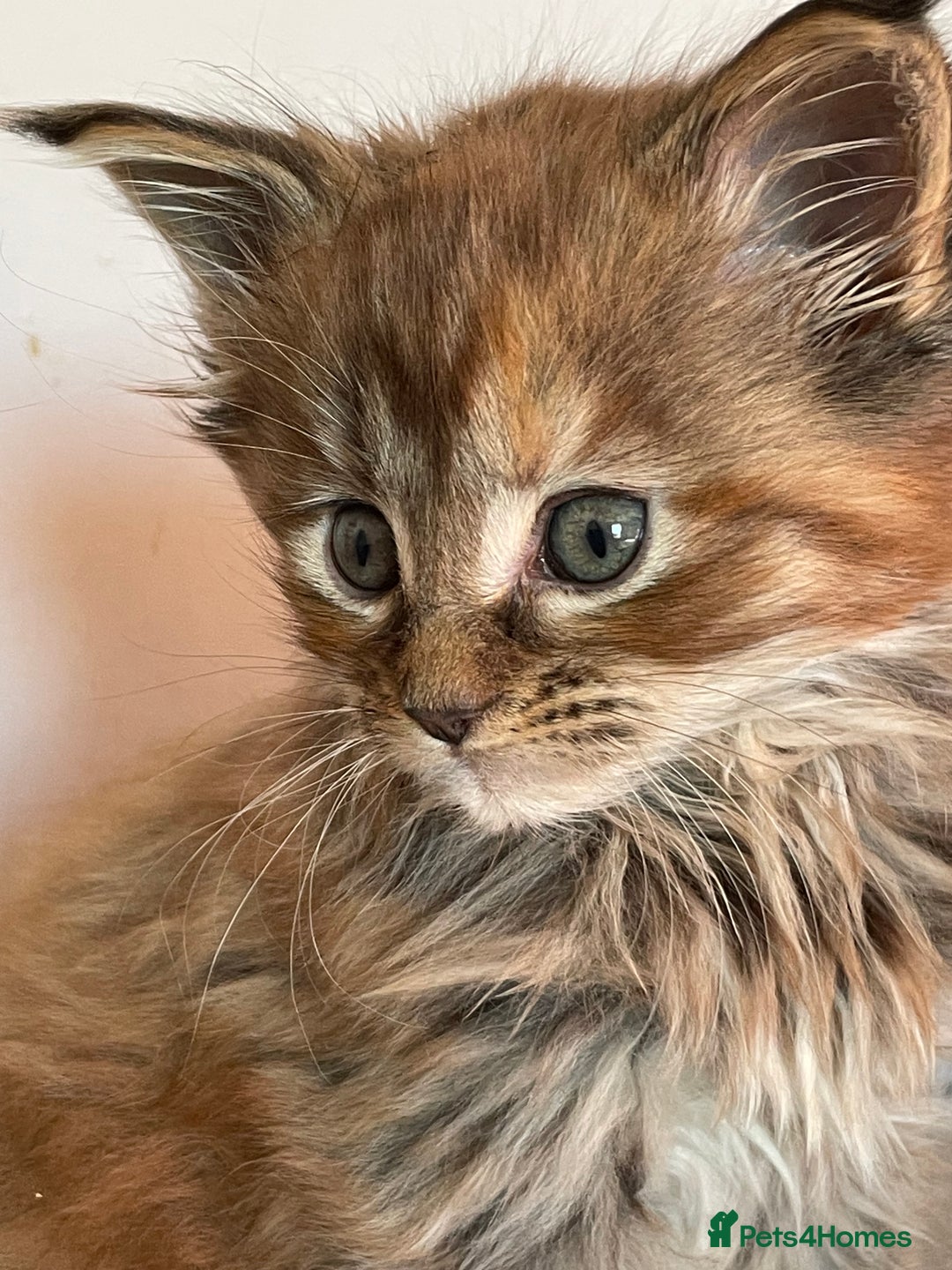 Maine Coon cats for sale: GCCF Registered female Maine Coon kitten - Image 2