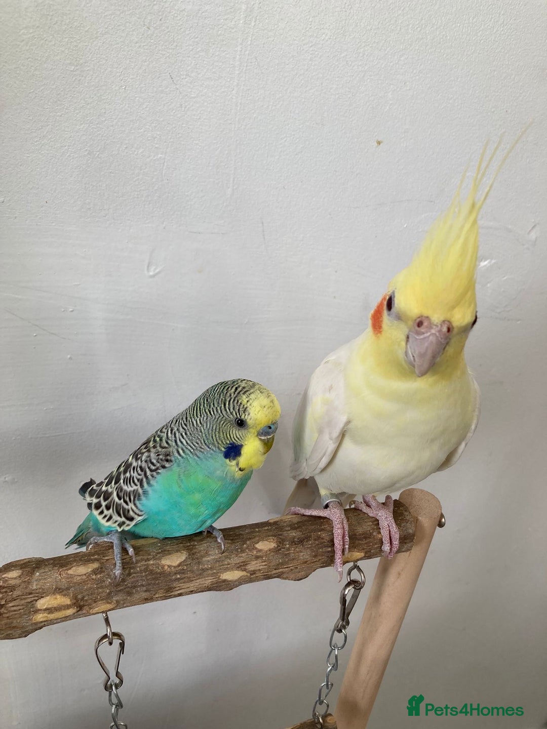 Mixed Breed birds for sale: Cockatiel and budgie (both male) - Advert 5