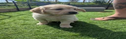 Golden Retriever dogs for sale: LAST GIRL Chunky cream and golden puppy  - Advert 10