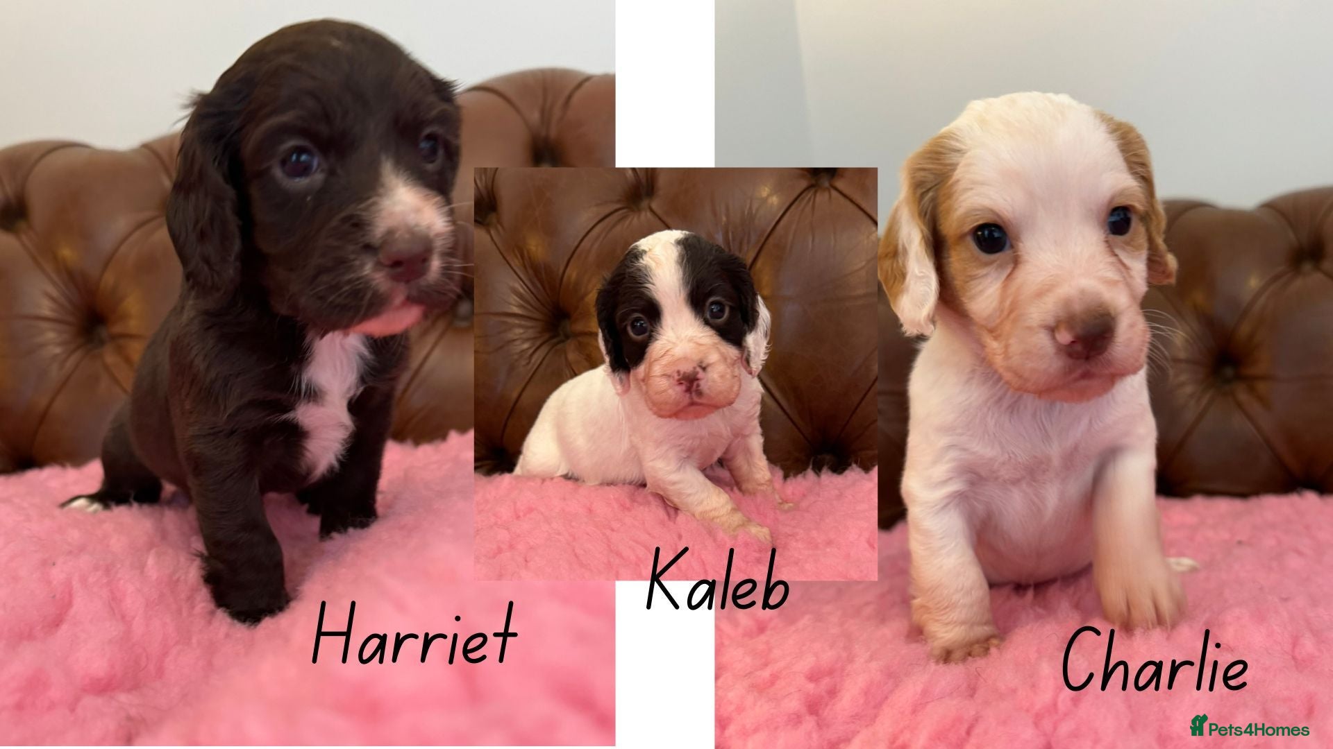 Cocker Spaniel dogs WCS Puppies from health tested KC Parents  - Advert 1