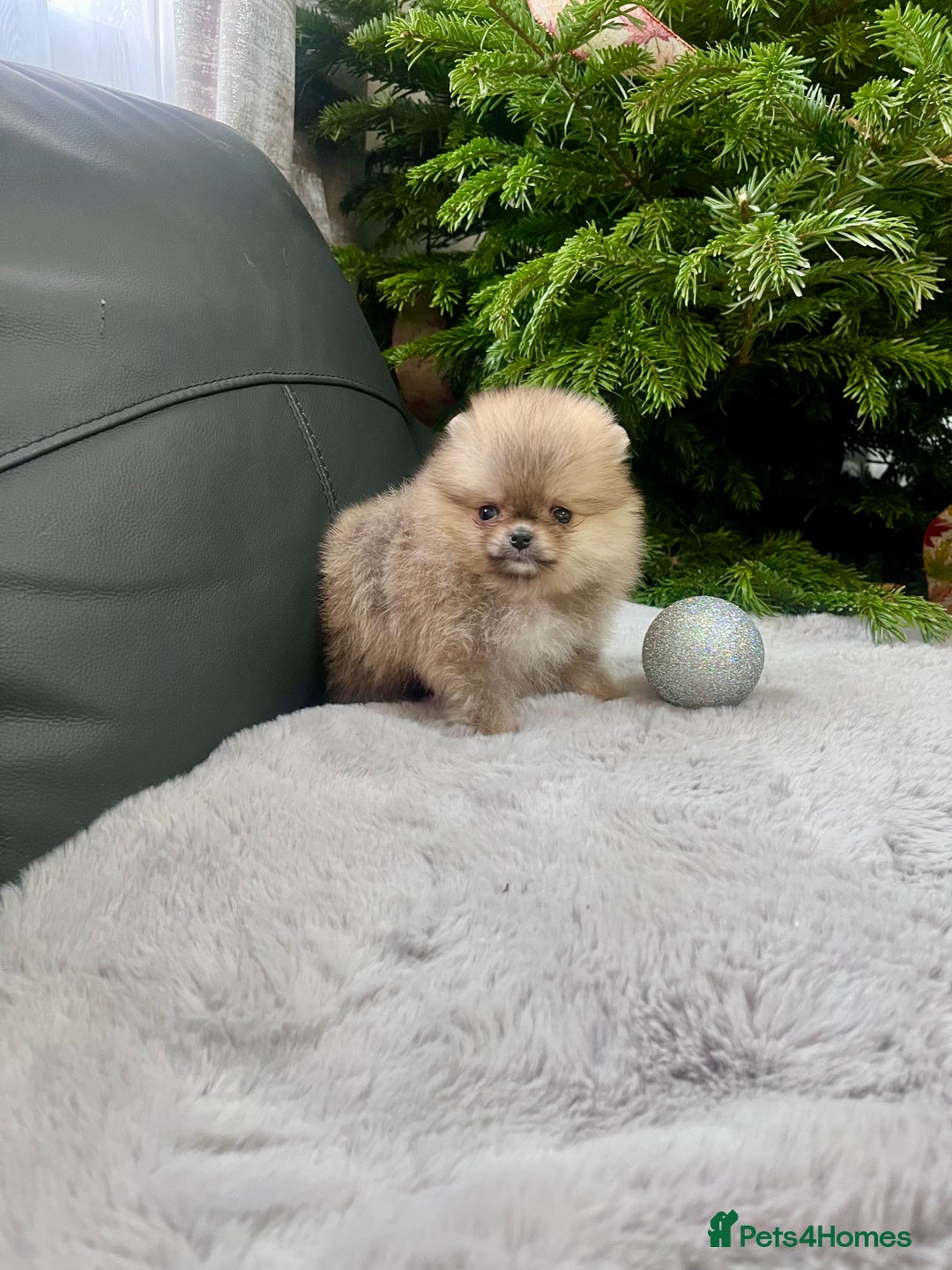 Pomeranian dogs for sale: 🔥Very Small 500gr.at 8weeks🐻Teddy Bear   - Advert 10