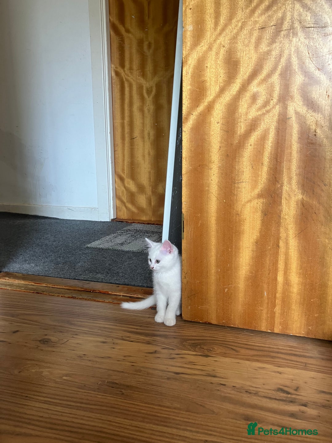 Scottish Fold cats for sale: Scottish fold & Khao Manee mix sisters - Image 11