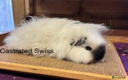 Guinea Pig rodents for sale: Teddy,Swiss and pet guinea pigs - Advert 7