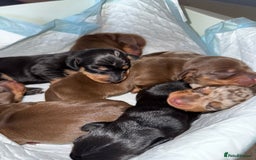 Dachshund dogs for sale: Miniature dachshund puppies  - Image 18