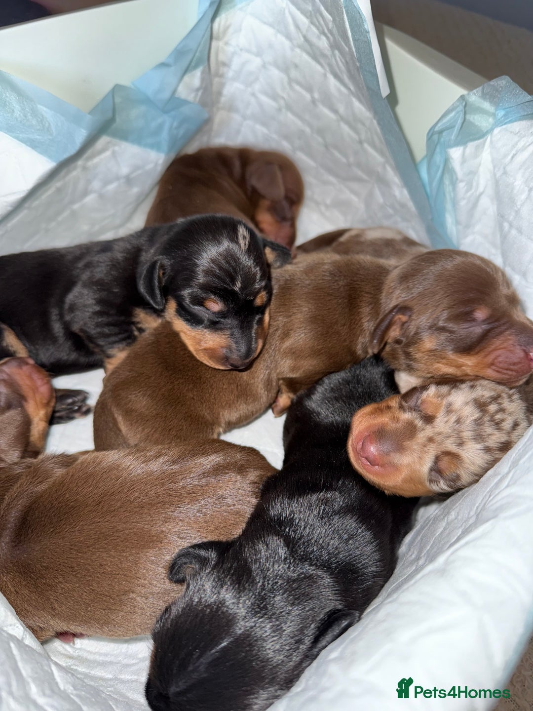 Dachshund dogs for sale: Miniature dachshund puppies  - Image 18