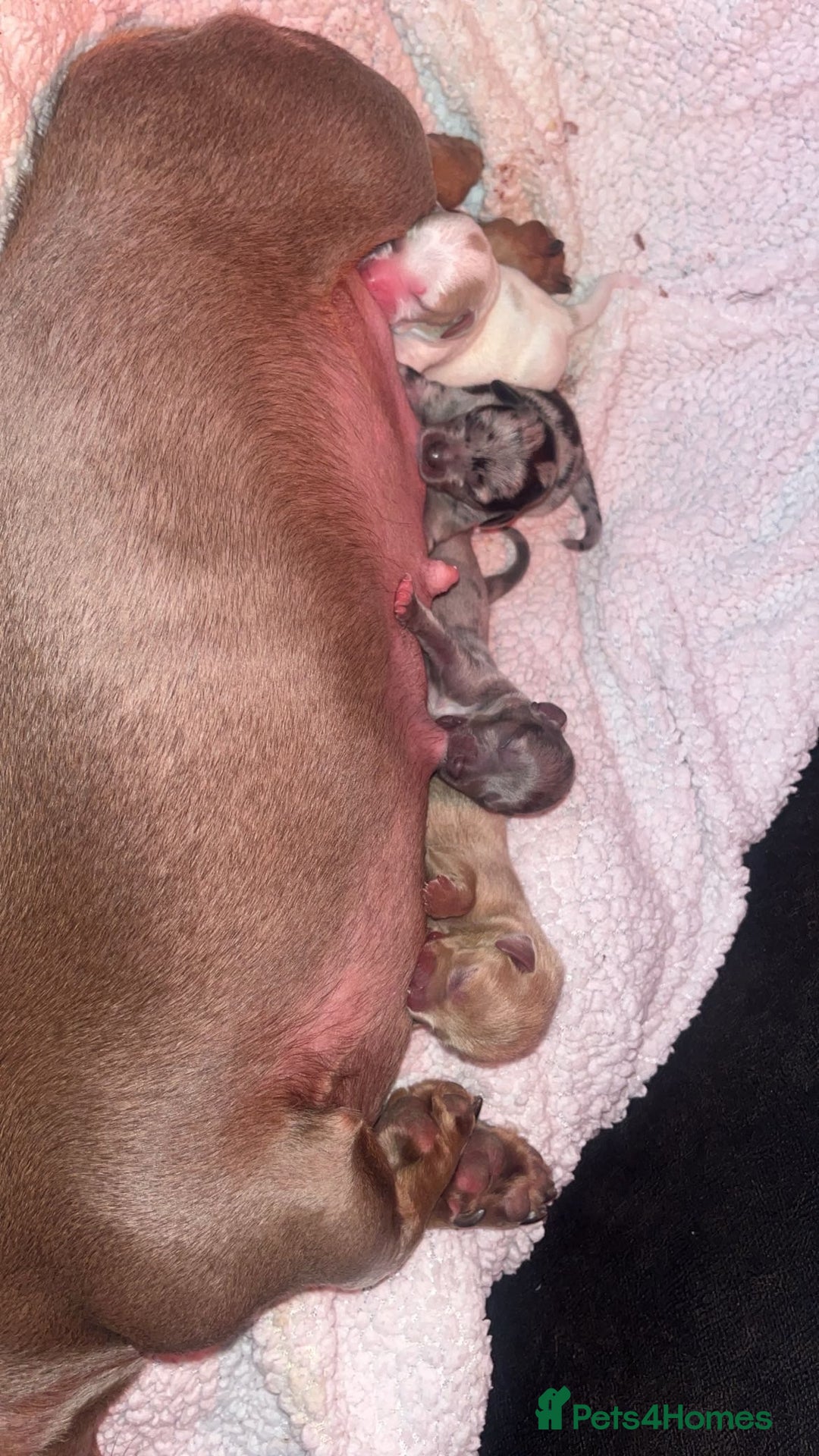 Mixed Breed dogs for sale: Adorable Dameranian puppy’s  - Advert 11