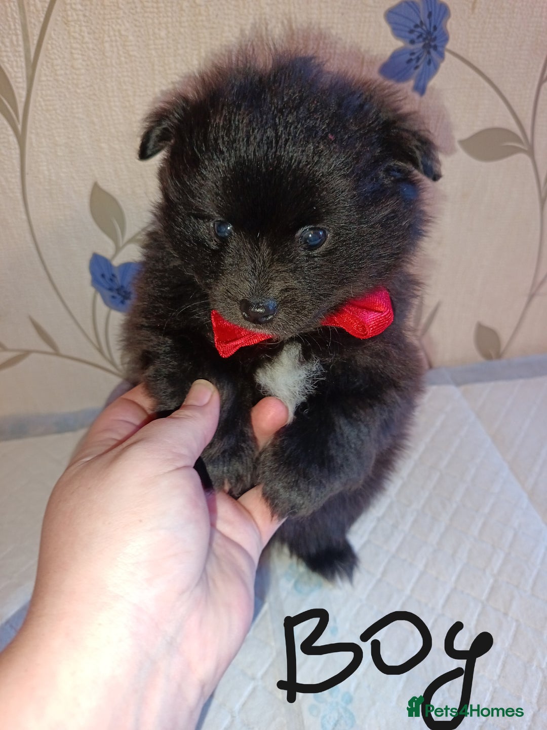 Pomeranian dogs for sale: Barnsley  - Advert 18