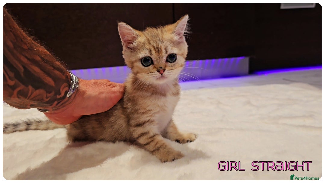 Scottish Fold cats for sale: Scottish Fold Kittens ( Delivery  available) - Image 7
