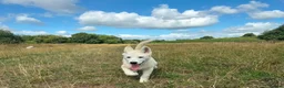 Siberian Husky dogs for sale: 1 white female husky pup 1st & 2nd Vaccines! - Advert 1