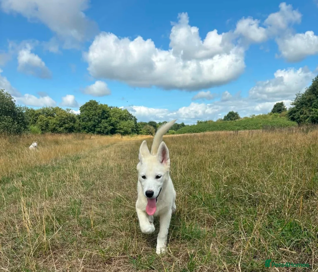 Siberian Husky dogs for sale: 1 white female husky pup 1st & 2nd Vaccines! - Advert 1