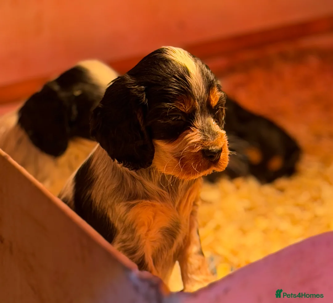 Cocker Spaniel dogs for sale: Stunning ideal family pups  - Advert 6