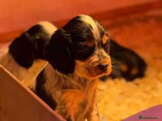 Cocker Spaniel dogs Fully vaccinated show cockers ready to go! - Advert 2