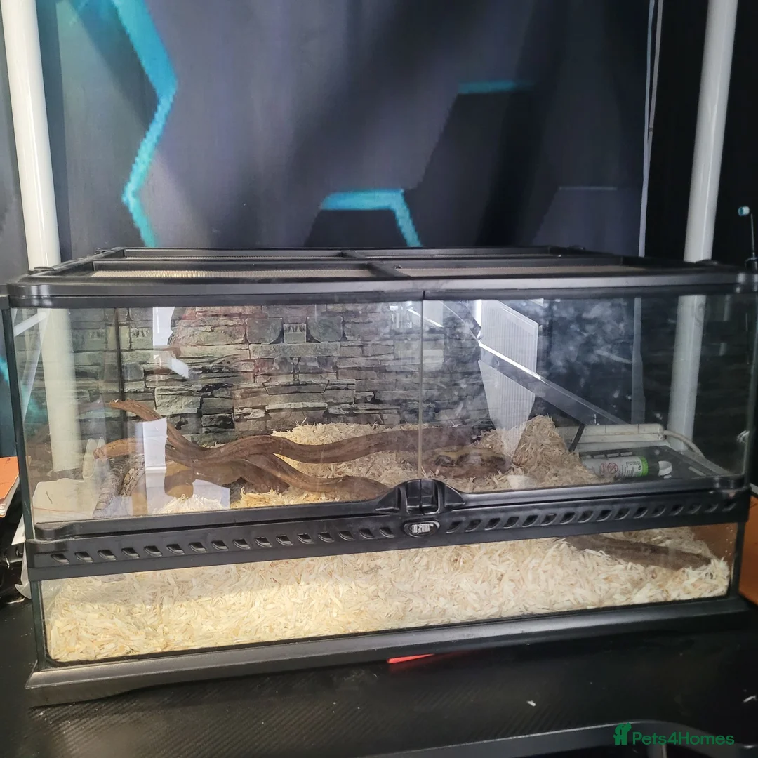 Corn Snake reptiles for sale: Corn snake - Advert 2