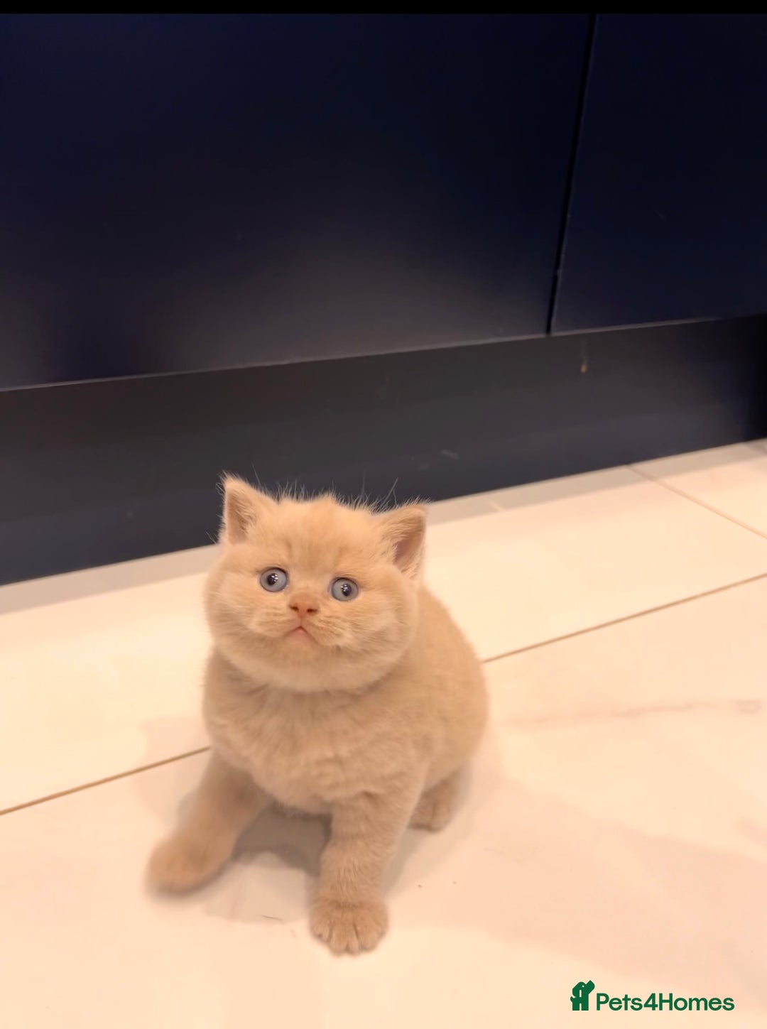 British Shorthair cats for sale: 🌈 GCCF fawn/blue 🏆Champion🏆 BSH teddy bears 🌈 - Advert 6