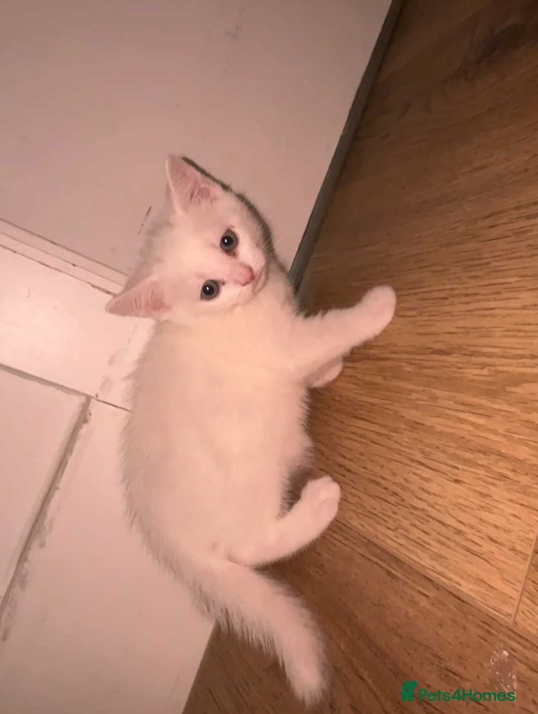 British Shorthair cats for sale: British Short Hair x Ragdoll Kittens - Advert 7