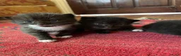 Mixed Breed cats for sale: black and white kittens for sale  - Advert 4