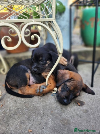 Mixed Breed dogs - Advert 1