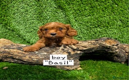 Cavapoo dogs for sale: TOY F1 RED CAVAPOOS extensivly dna clear. - Image 9