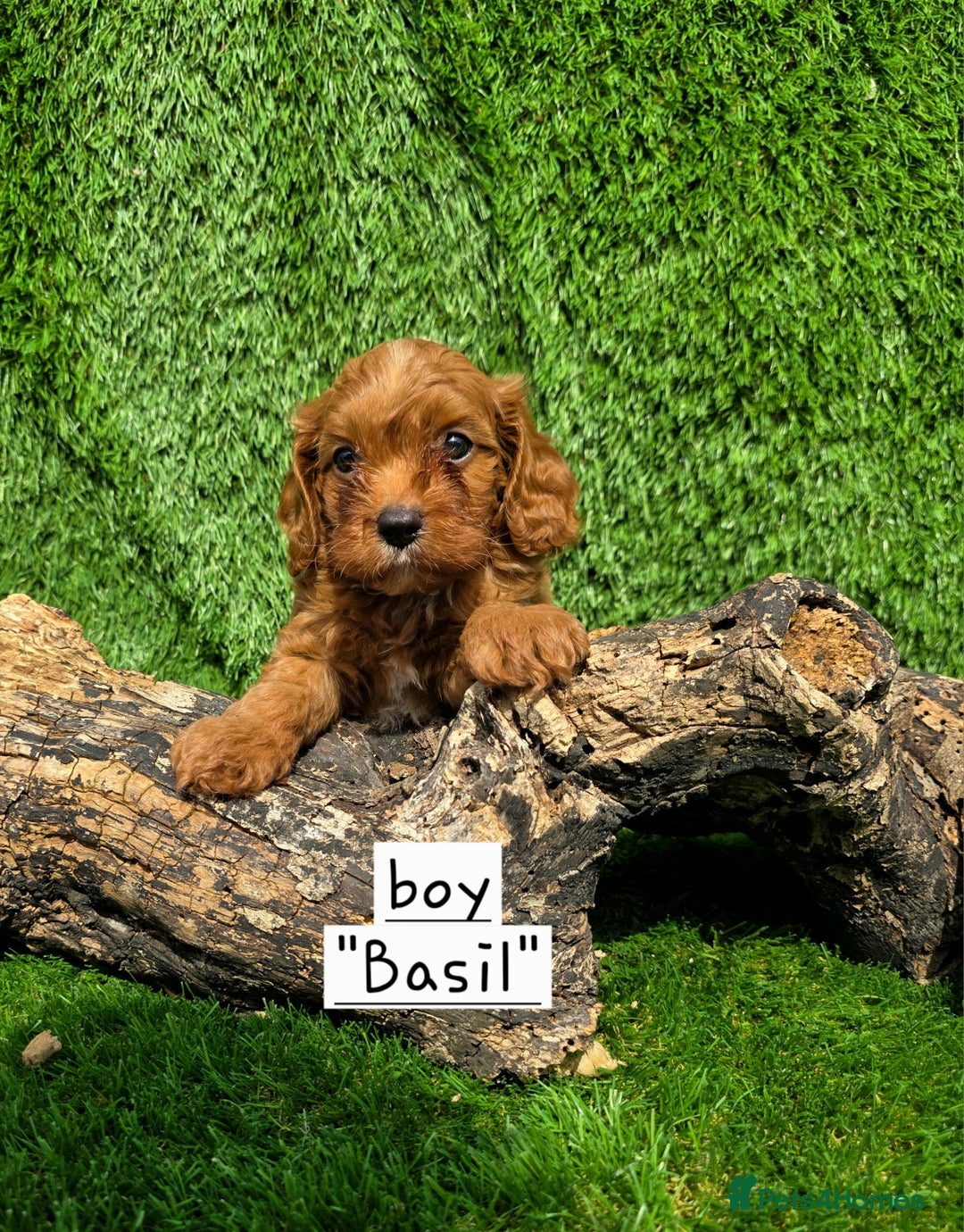 Cavapoo dogs for sale: TOY F1 RED CAVAPOOS extensivly dna clear. - Image 9