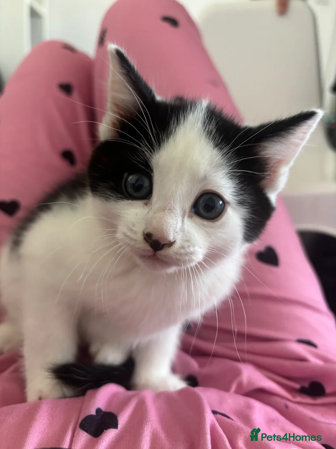 Mixed Breed cats for sale: 2 kittens - Advert 2