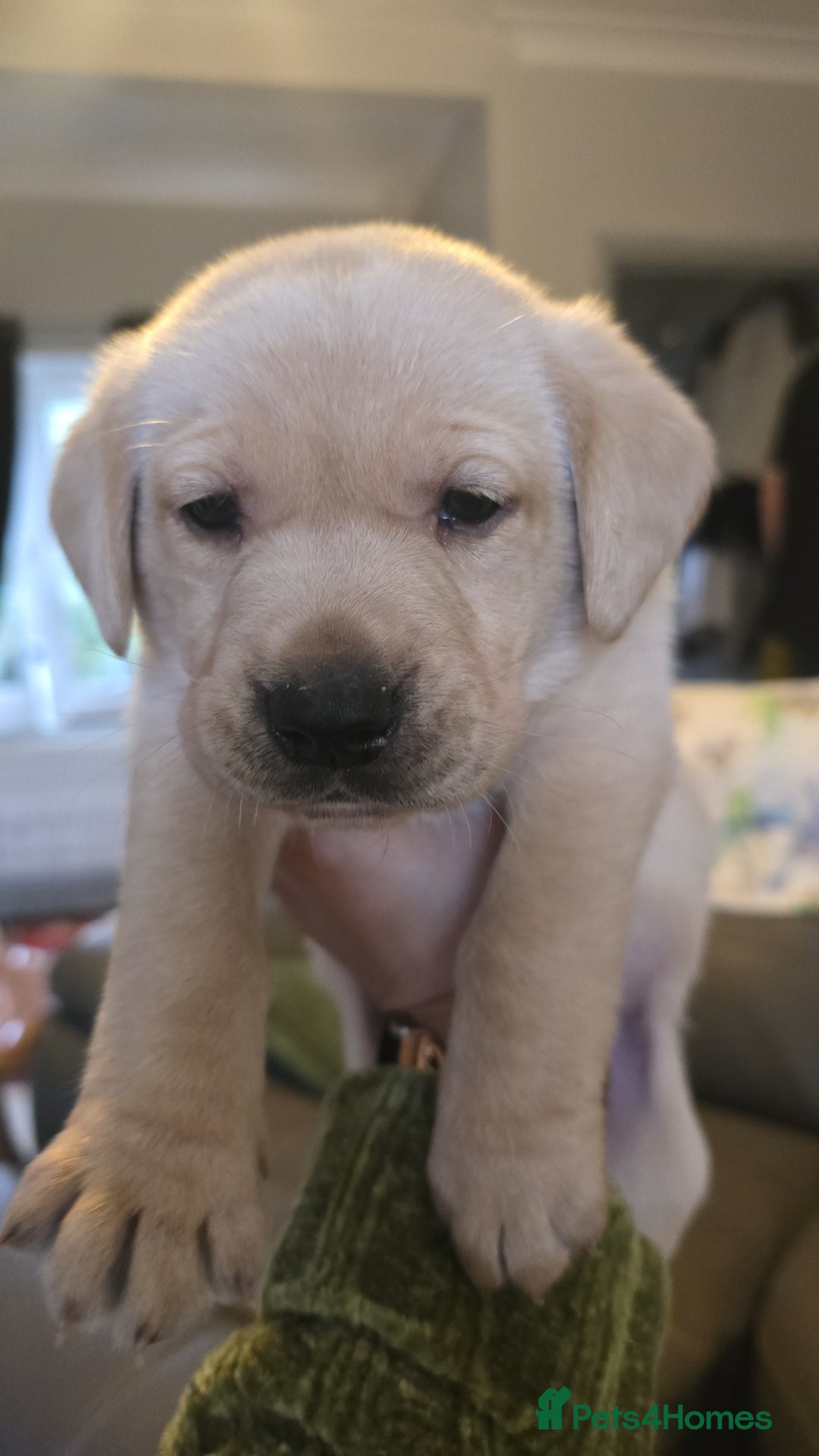 Labrador Retriever dogs for sale: Last kc labrador bitch available due to none coll - Advert 1