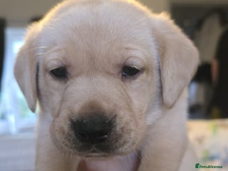 Labrador Retriever dogs Kc registered labrador - Advert 18