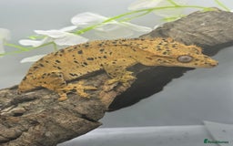 Gecko reptiles for sale: Geckos for sale.  - Image 14