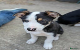 Mixed Breed dogs for sale: Labrador X border collie puppies  - Image 4
