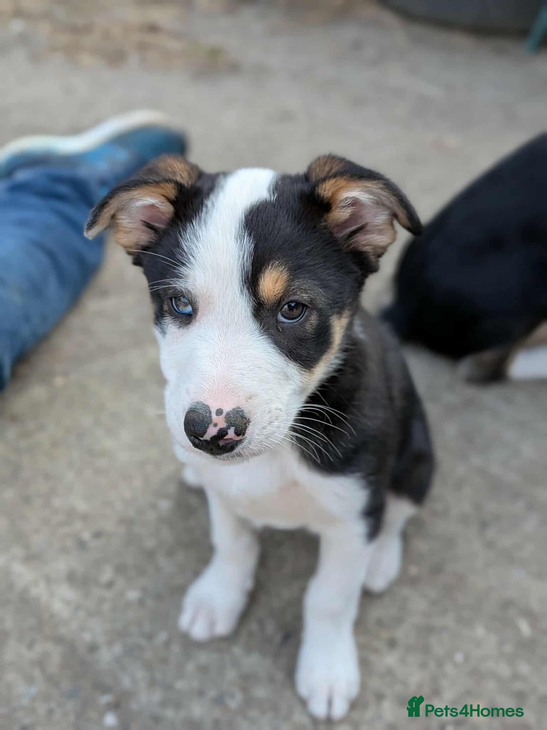 Mixed Breed dogs for sale: Labrador X border collie puppies  - Image 4