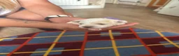 Maltese dogs for sale: Maltese puppies  - Advert 3