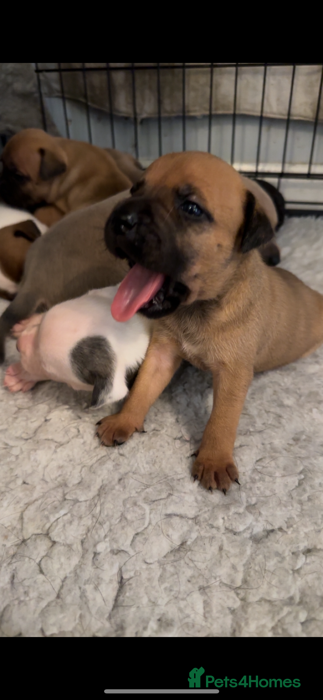 Staffordshire Bull Terrier dogs for sale: Outstanding dual breeding  - Image 11