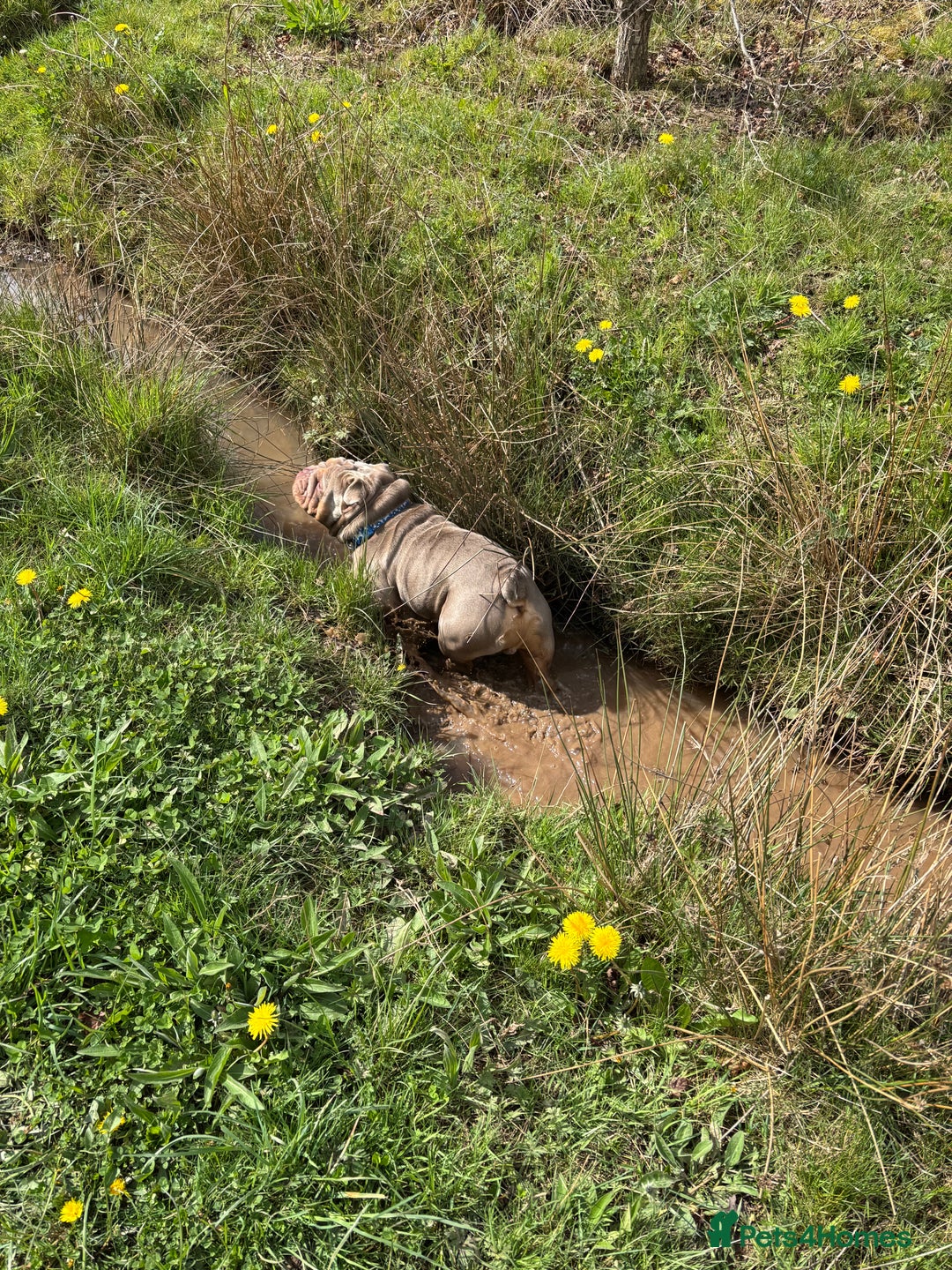 English Bulldog dogs for sale: English bull dog male  - Image 4