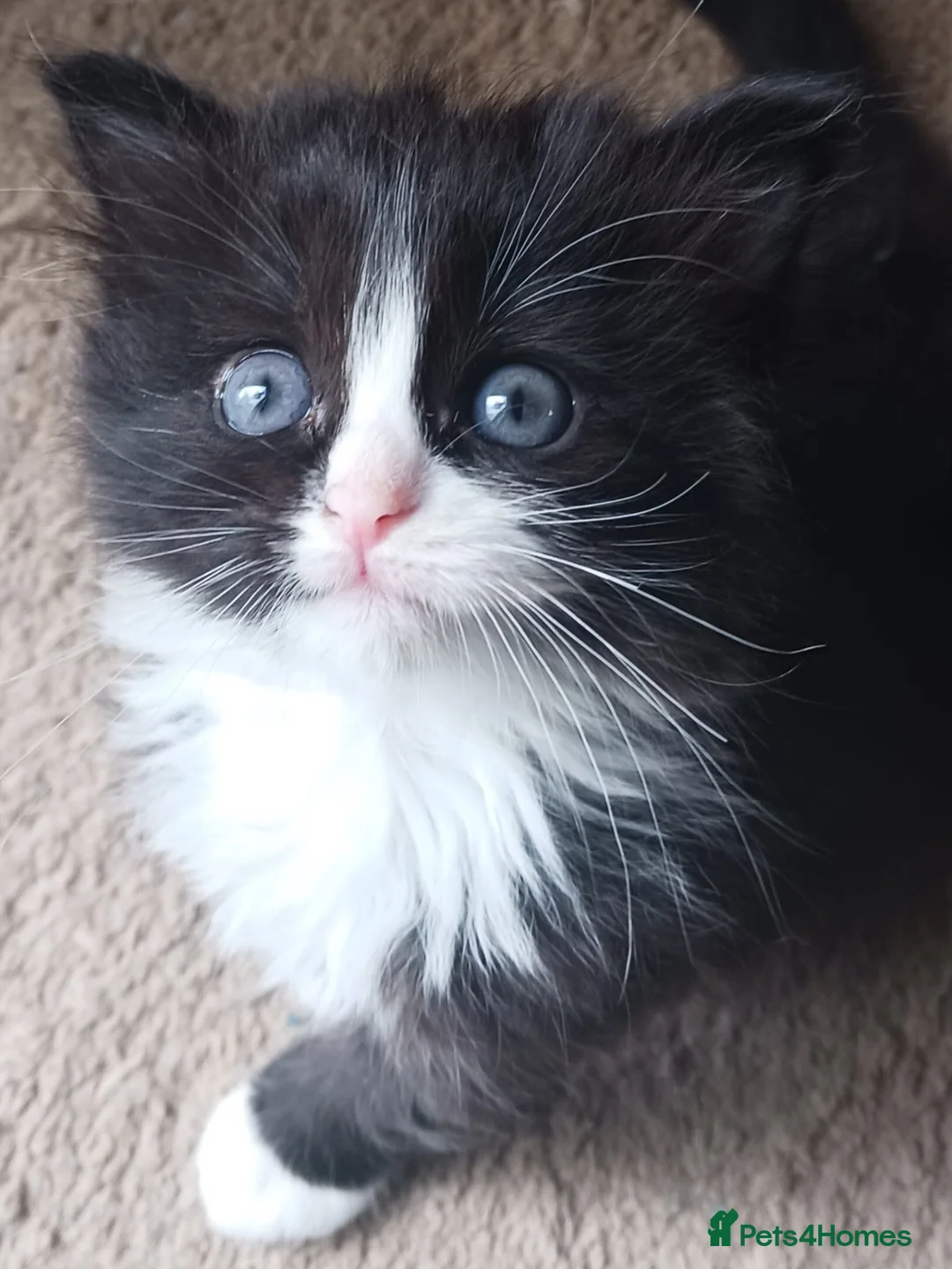 Ragdoll cats for sale: CUTE RAGDOLL KITTENS  - Advert 1