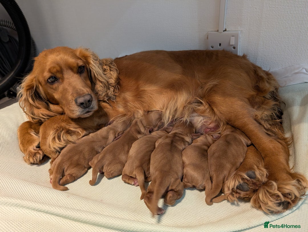 Cocker Spaniel dogs for sale: Cocker spaniel puppies - Advert 13