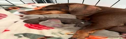 Miniature Dachshund dogs for sale: Stunning Miniature Dachshund in Sleaford - Advert 3