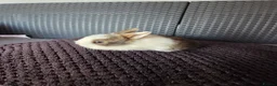 French Lop rabbits for sale: Mini Lop/Teddy Lionhead - Advert 10