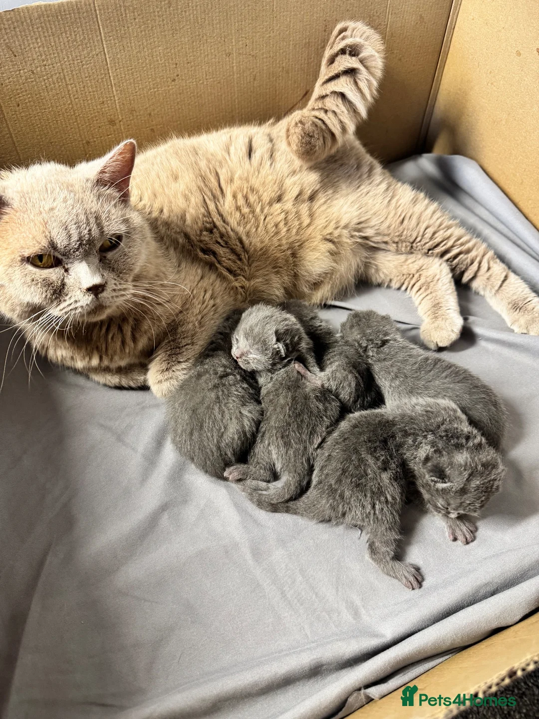 British Shorthair cats for sale: Stunning British shorthair kittens - Advert 2